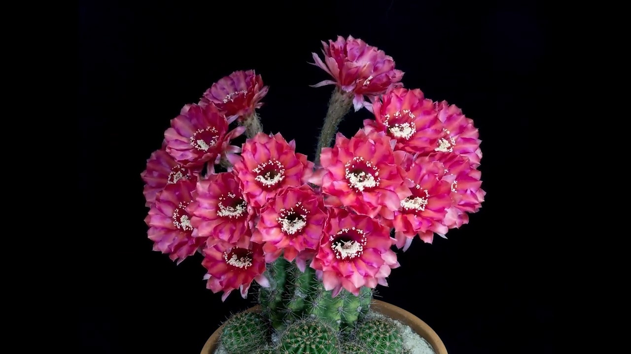 Timelapse 15 giong hoa xuong rong no ro trong 1 dem hinh anh