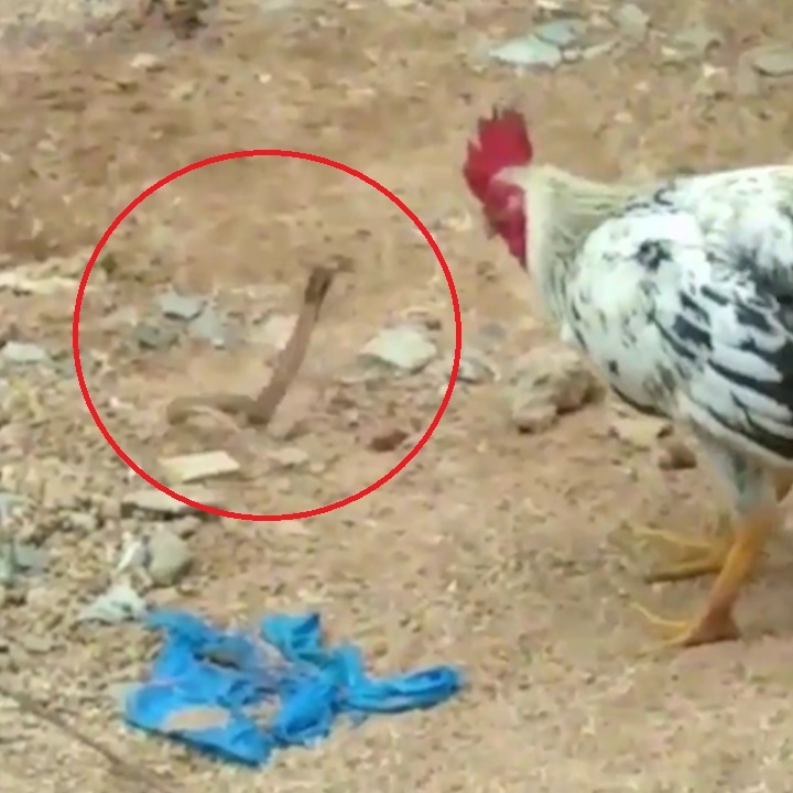 Ga trong tan cong ran ho mang bao ve con hinh anh