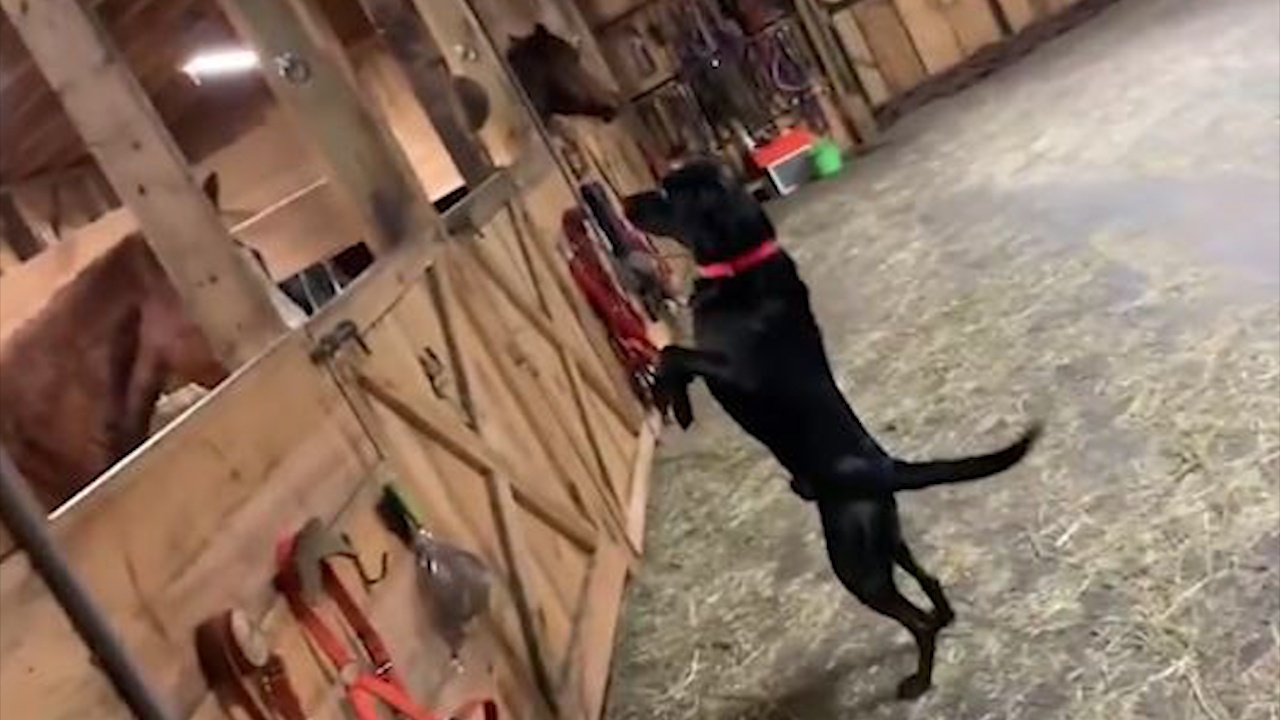 Chu cho thich thu dung bang 2 chan khi nhin thay ngua hinh anh