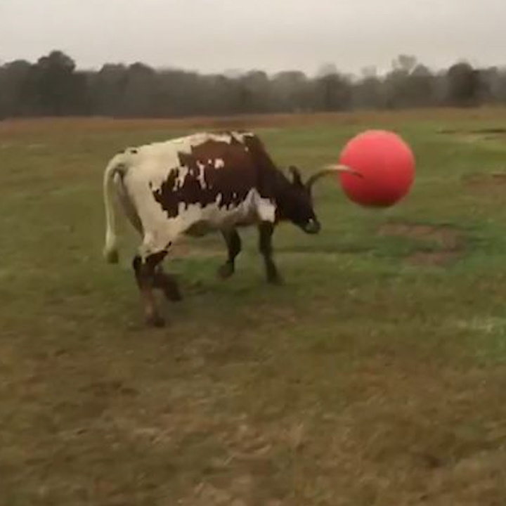 Bo choi dua voi qua bong nhu cho con hinh anh