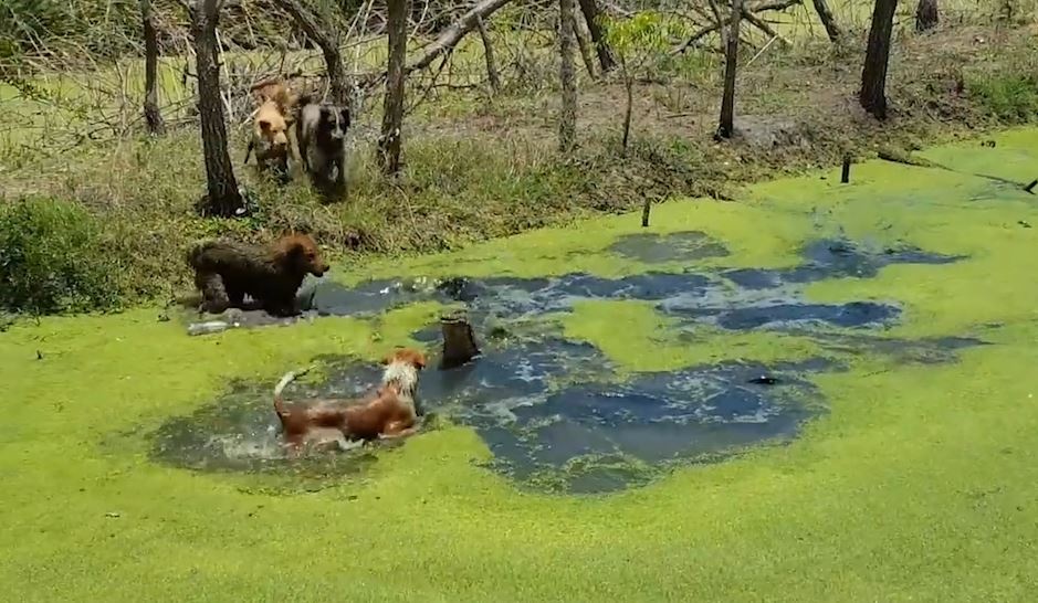 Man ‘thuy chien’ khoc liet giua bay cho va ky da khong lo hinh anh