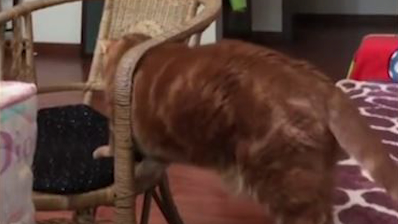 Chu meo beo 'kho so' tim cach chui qua khe hep hinh anh