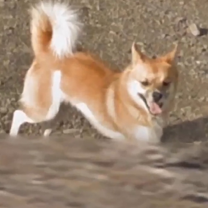 Chu cho xuat hien tren moi khung anh cua ban do Google Earth hinh anh