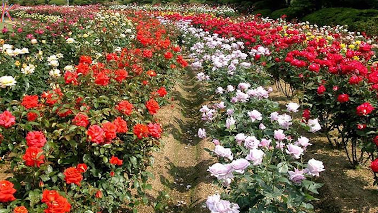 Lang trieu phu hoa hong duoi chan nui Langbiang hinh anh