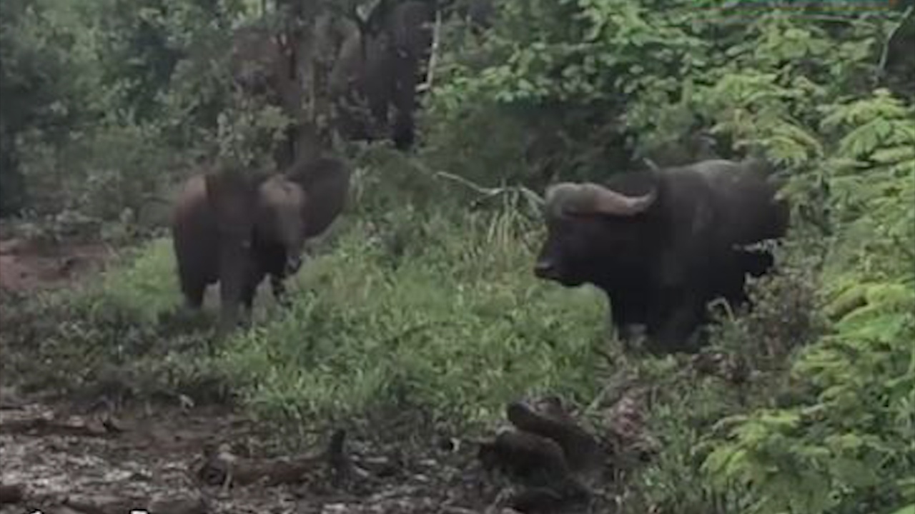 Voi con 'lieu linh' de doa trau rung hinh anh