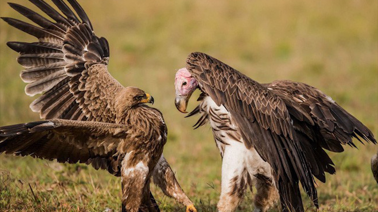 Dai bang va ken ken dai chien tranh nhau mieng an hinh anh
