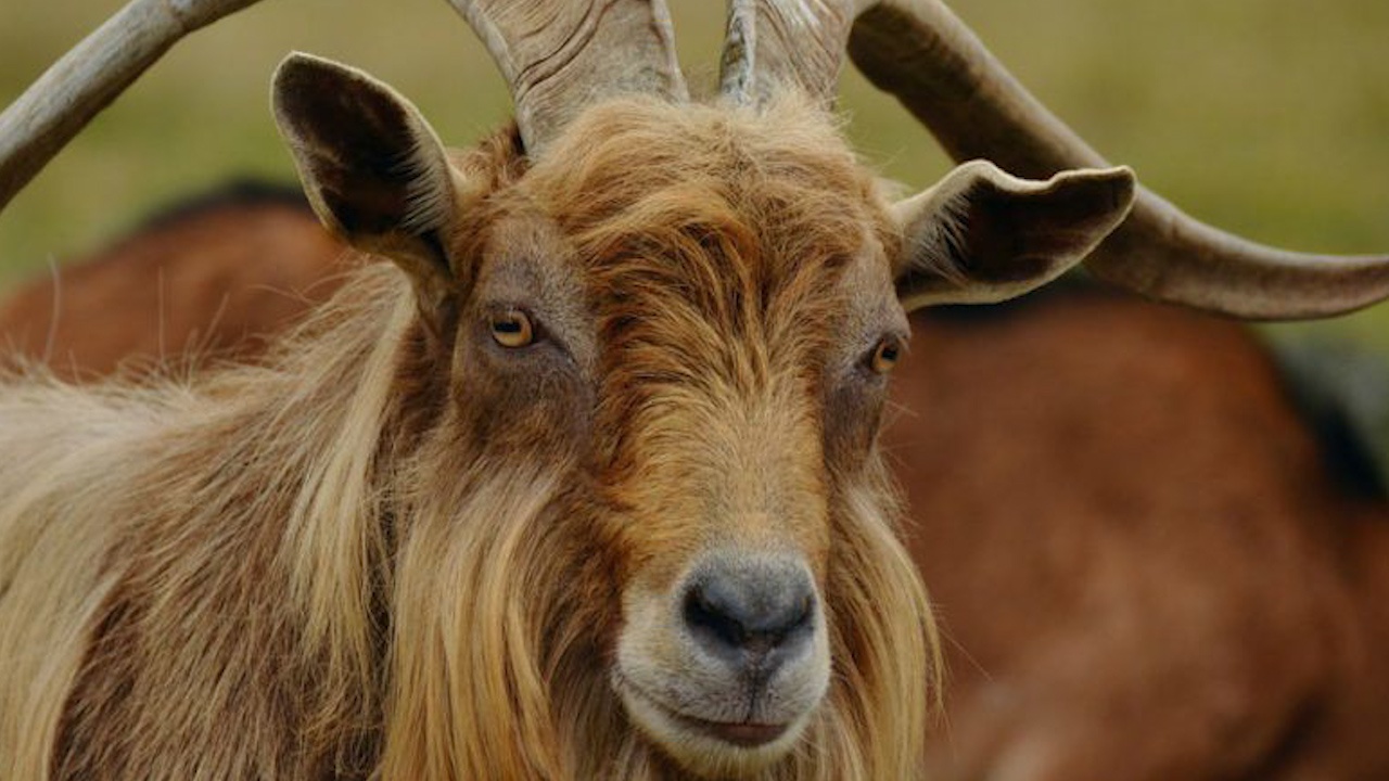 De vuot qua ung vien cho, meo de dac cu thi truong tai thi tran o My hinh anh