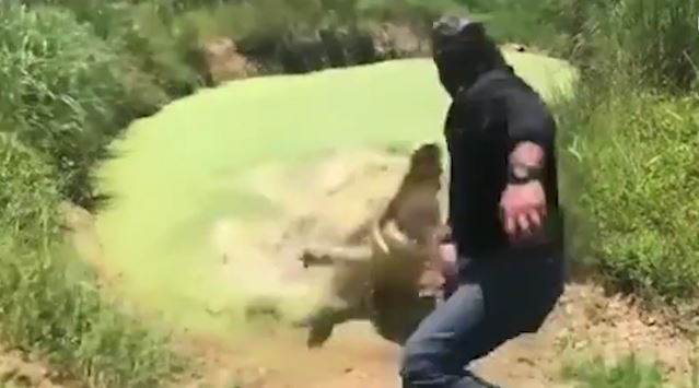 Ca sau tinh ranh nguy trang, suyt ngoam dut tay chu luc cho an hinh anh