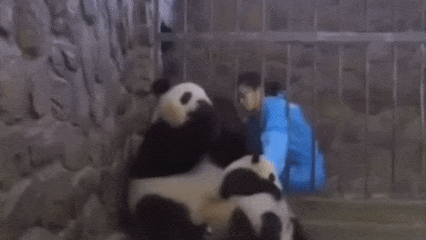 Khoanh khac gau me me an, gau con bi bat di luc nao khong biet hinh anh