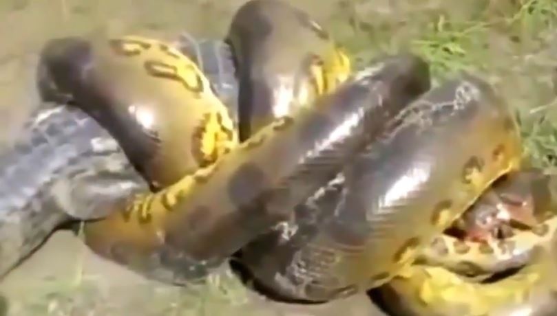 Tran khong lo siet chat ca sau den chet hinh anh