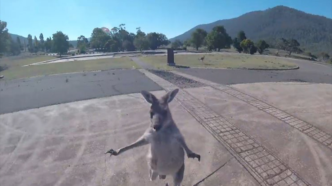 Vua nhay du xuong dat, du khach bi Kangaroo chay lai da toi tap hinh anh