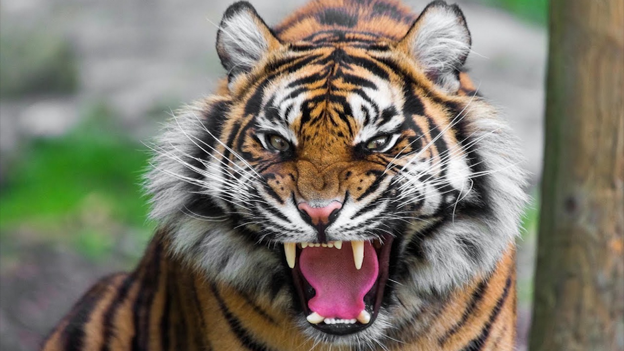 Loai dong vat nao ngu nhieu nhat the gioi? hinh anh