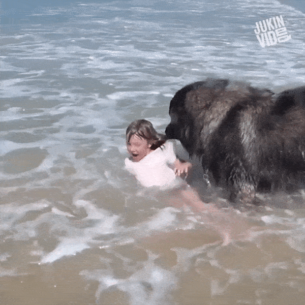 Khi dong vat hoa than anh hung, giai nguy cho chu nuoi va dong loai hinh anh