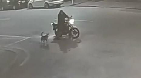 Tai xe Trung Quoc bi canh sat bat vi 'cai nhau' voi cho hinh anh