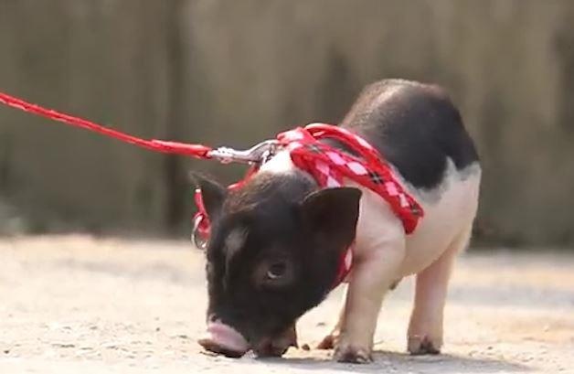 Gioi tre Ha thanh dua nhau nuoi lon mini tien trieu hinh anh