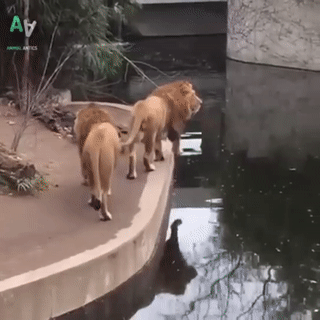 Nhung khoanh khac hai huoc cua dong vat khien ban khong the nhin cuoi hinh anh