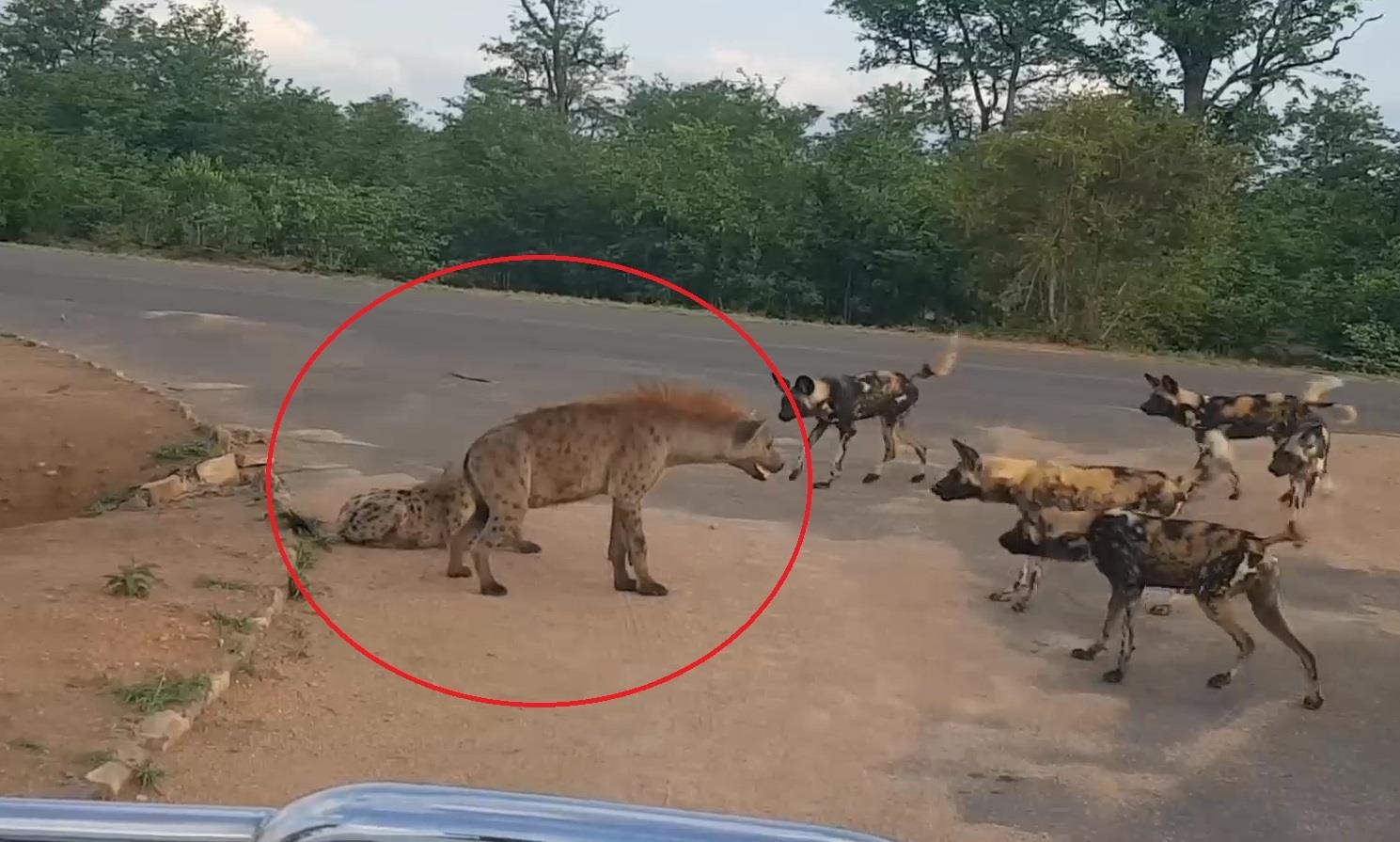 Linh cau lieu minh doi dau voi dan con cho hoang de bao ve con hinh anh