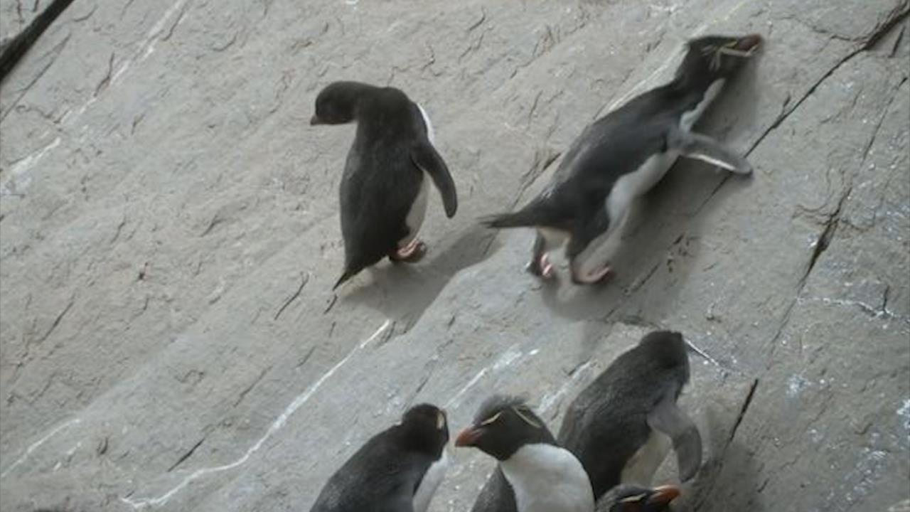 Nhung chu chim canh cut 'kien tri' tap leo len vach da hinh anh