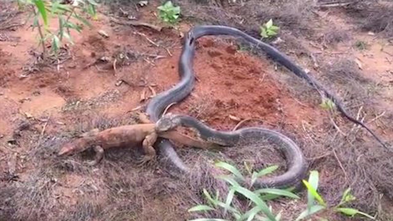 Ky da 4 chan van khong the chay thoat cu tap chop nhoang cua ho mang hinh anh