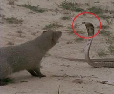 Cay mangut tung cu knock out ket lieu ran ho mang chua dai 3m hinh anh