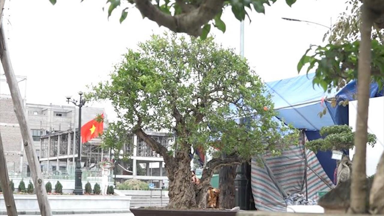 Can canh cay thach luu 300 nam tuoi tri gia tien ty hinh anh