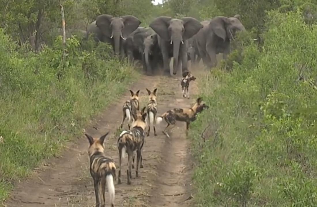 Cho hoang chau Phi noi duoi nhau bo chay khi gap voi hinh anh