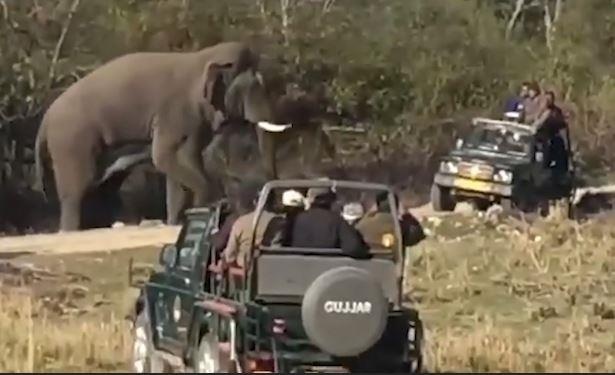 Voi co gang huc do xe vi khach muon den gan chup selfie hinh anh