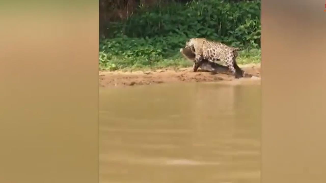 Bao dom doat mang ca sau trong tich tac hinh anh