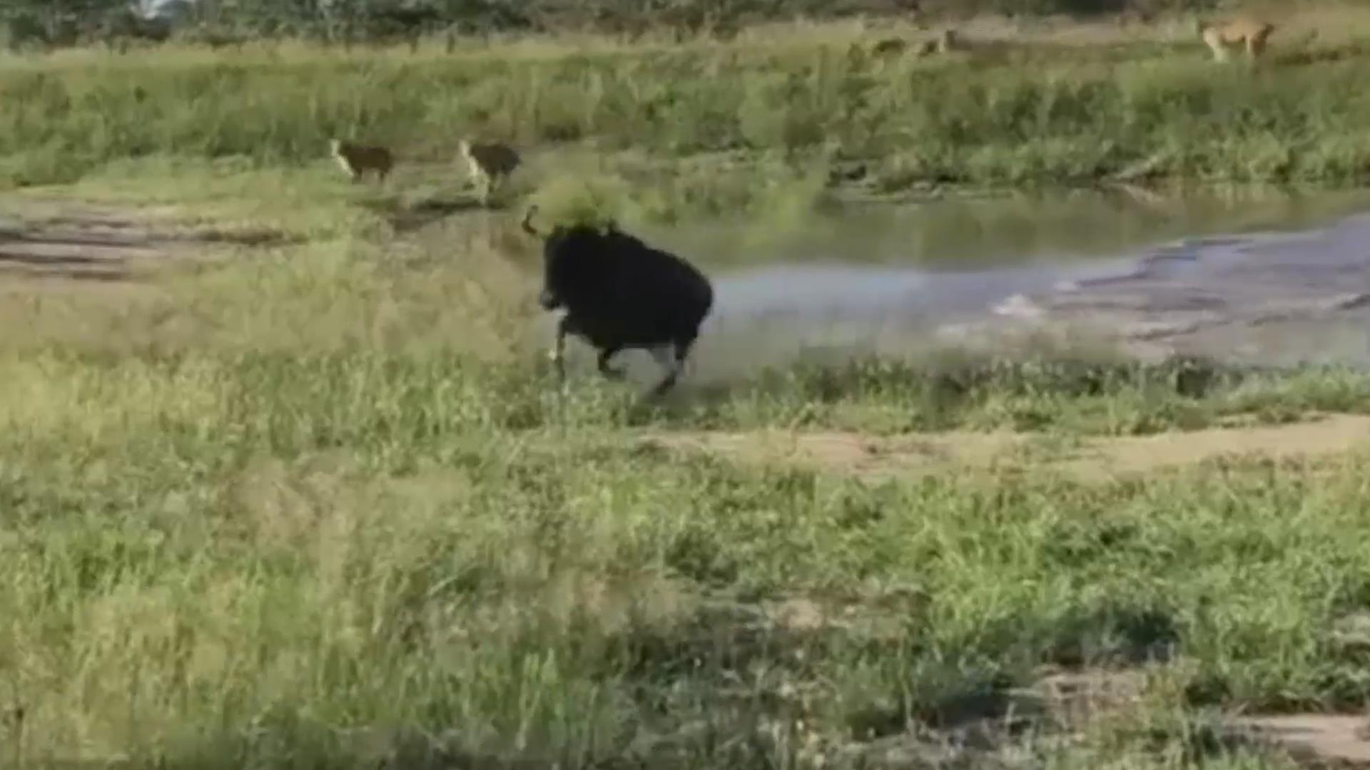 Bi bay su tu san duoi, linh duong thoat chet nhanh nhu chop hinh anh