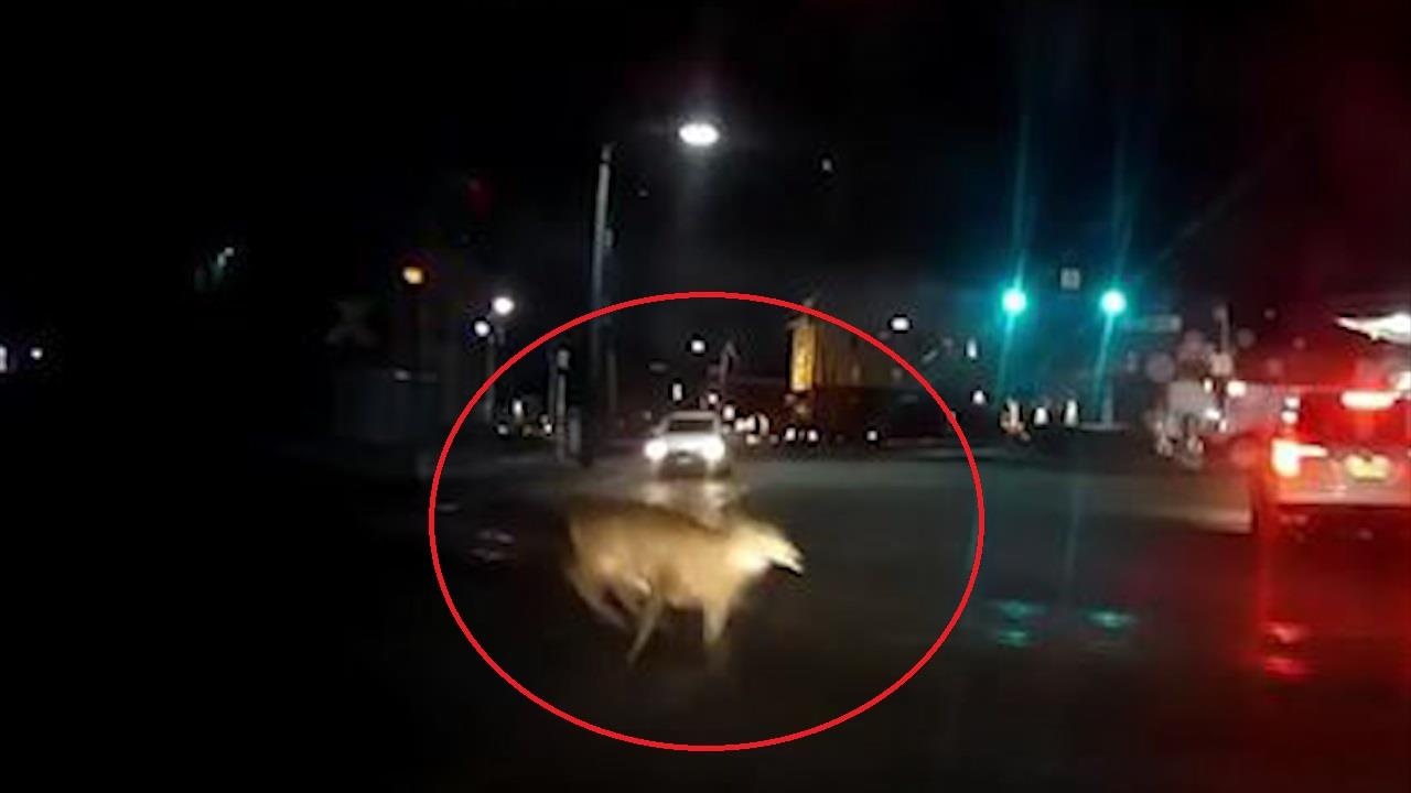 Nai bang qua duong suyt gap nan vi bi oto tong trung hinh anh