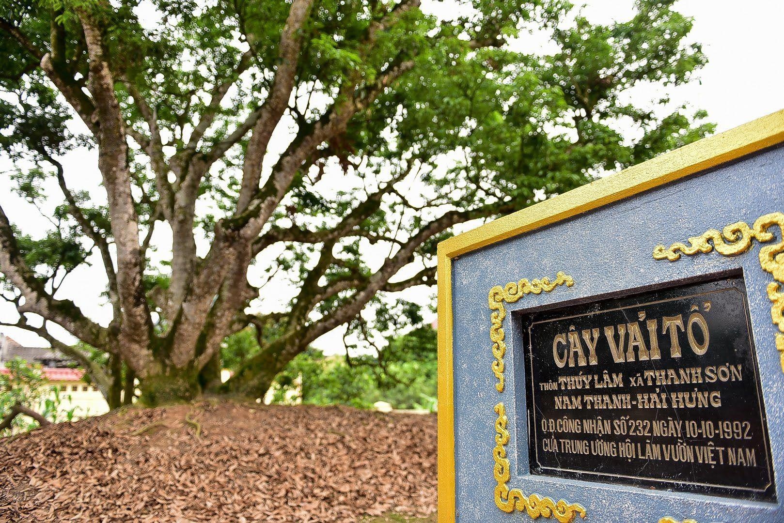 Can canh cay vai to 198 nam o Hai Duong hinh anh