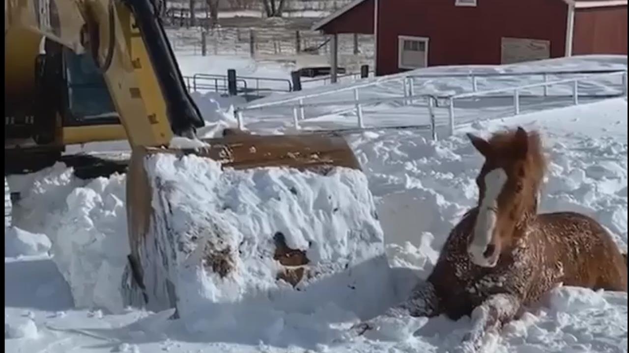 Dung may xuc tuyet cuu ngua bi tuyet vui sau hinh anh