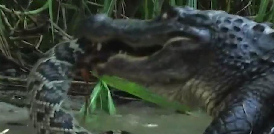 Lac vao dam lay, sat thu ran duoi chuong bi ca bay ca sau can xe hinh anh