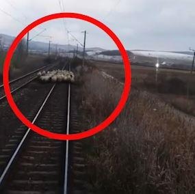 Xe lua dung giua chuyen vi dan cuu tu tap tren duong ray hinh anh