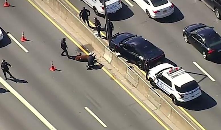 Bo lac ra cao toc My khien canh sat phai can thiep hinh anh