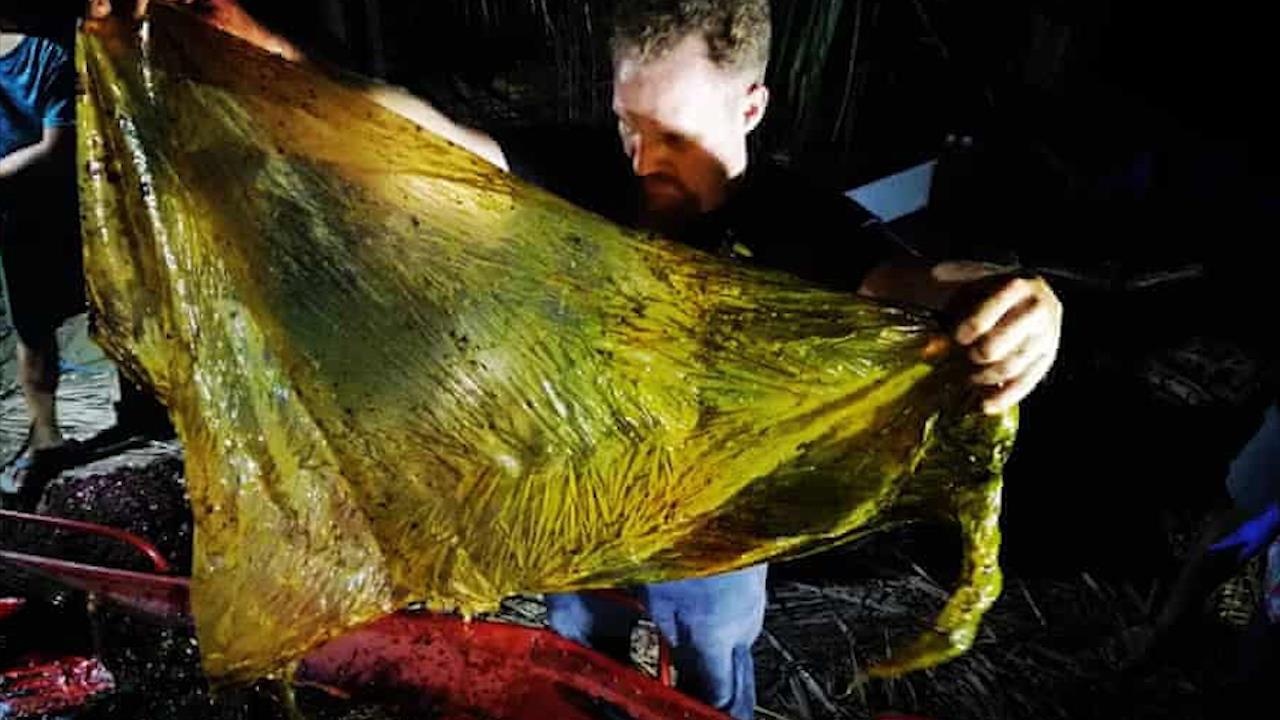 Tim thay xac ca voi chet voi hon 40 kg rac thai nhua trong bung hinh anh