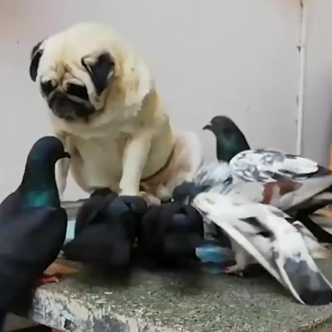 Cho bieu cam hai huoc khi bi chim trom thuc an ngay truoc mat hinh anh