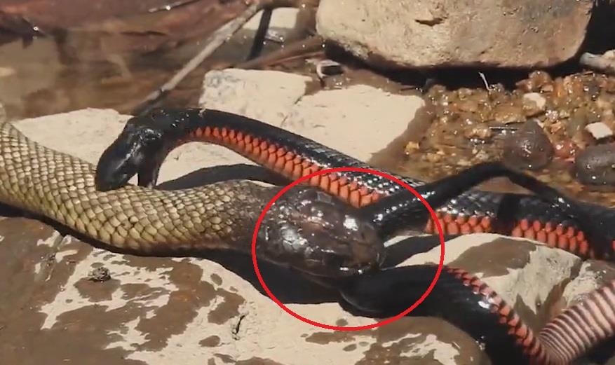 Man tu chien kinh hoang giua ran dom den cuc doc va ran bung do hinh anh