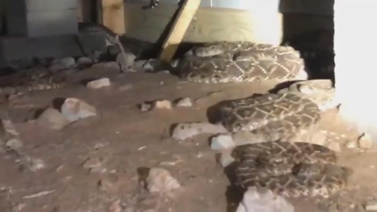 Tim thay 45 con ran chuong duoi san nha tai bang Texas hinh anh