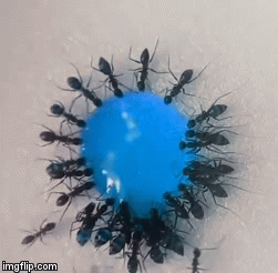 Canh 'an duong' me hoac cua bay kien hinh anh