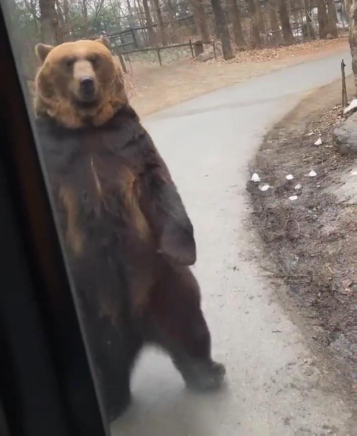 Gau bi ep di giong nguoi gay soc tai Han Quoc hinh anh