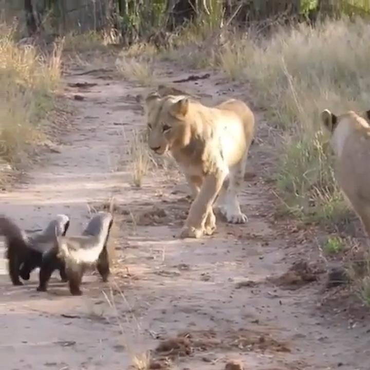 Hai chu lung mat hung hang khien su tu phai chun buoc hinh anh