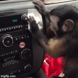 Con khi biet can than lau chui oto cho chu hinh anh