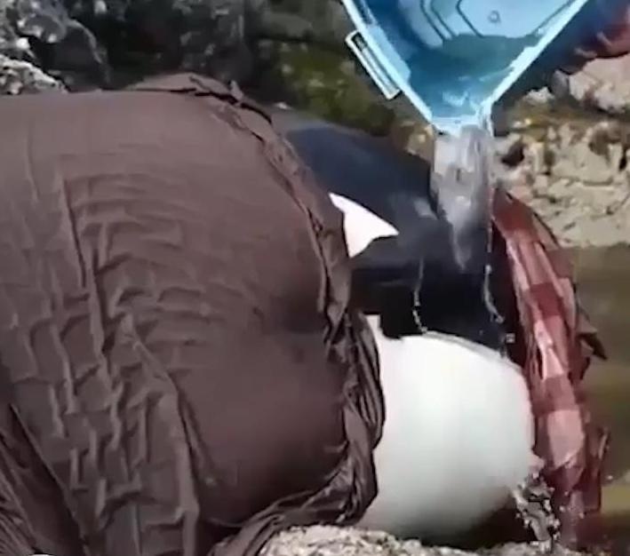 Trum khan, tuoi nuoc giai cuu ca voi sau 8 gio mac can hinh anh