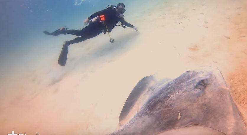 Dang boi, tho lan phat hien sinh vat khong lo an minh duoi cat hinh anh