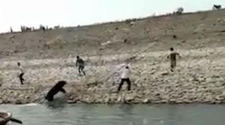 Gau tan cong kiem lam vi bi ep tro ve rung hinh anh