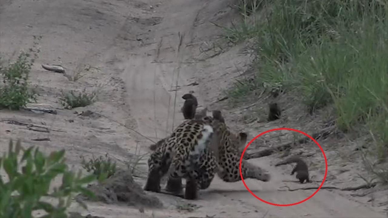 'Doi dau' voi bay cay mangut, bao hoa mai khong the bat noi con moi hinh anh