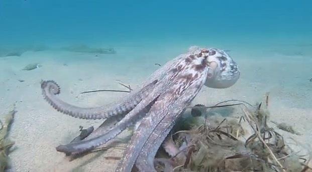 Ngo ngang voi kha nang nguy trang tai tinh cua bach tuoc hinh anh