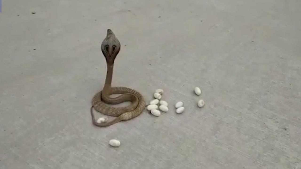 Ran ho mang de trung son son giua duong dong duc hinh anh