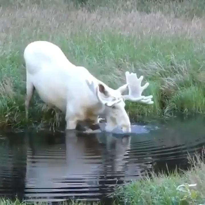 Ve dep cua nai sung tam long trang quy hiem hinh anh